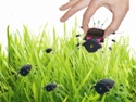 thumb_2862_mk185_grass-SM.jpg