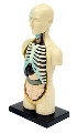 EDU-37413 Human Body Anatomy Model 4D Human Body Anatomy Puzzle