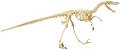 EDU-37360 Skin 'n Bones Velociraptor Model