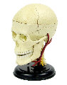 EDU-37414 Cranial Nerve Skull Anatomy Model 4D Puzzle