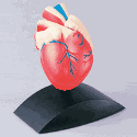 EDU-36790 Heart Model 1:1