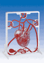 EDU-37221 Pumping Heart Model